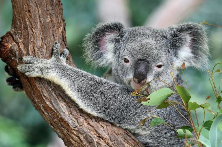 Koala’s voor 2050 uitgestorven in deel Australië, zegt onderzoek