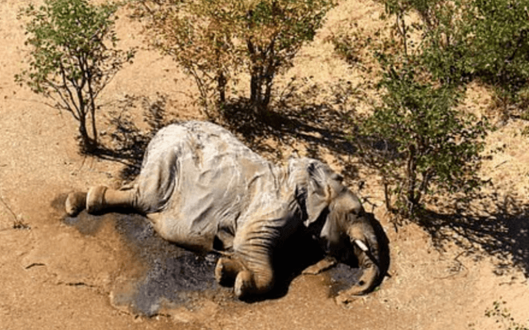Olifanten sterven massaal een mysterieuze dood in Botswana