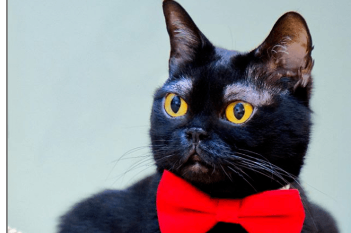 BIZAR. Dit is waarom deze kat zo populair is op Instagram