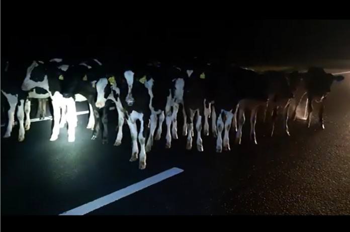 BIZAR. Koeien maken nachtelijk uitstapje op Nederlandse snelweg (video)