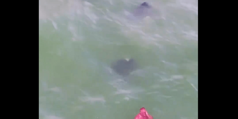 ‘Lavaman’ steelt de show in virale beelden van voorbij zwemmende roggen (video)