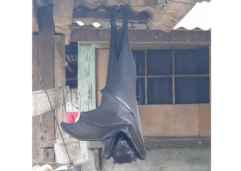 Is deze virale foto van een monstervleermuis echt?