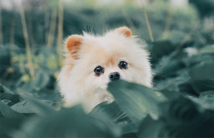 WTF! Vrouw slaat hondje dood omdat hij in huis plaste
