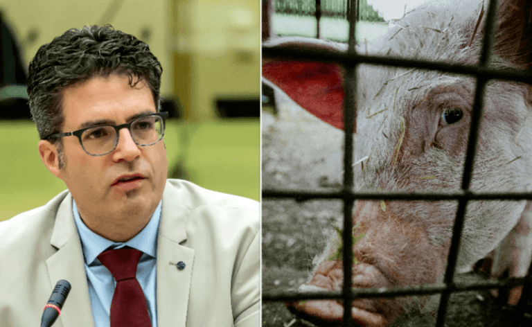 Steven Van Gucht over nieuw varkensgriepvirus: “ernstige kandidaat voor een pandemie”