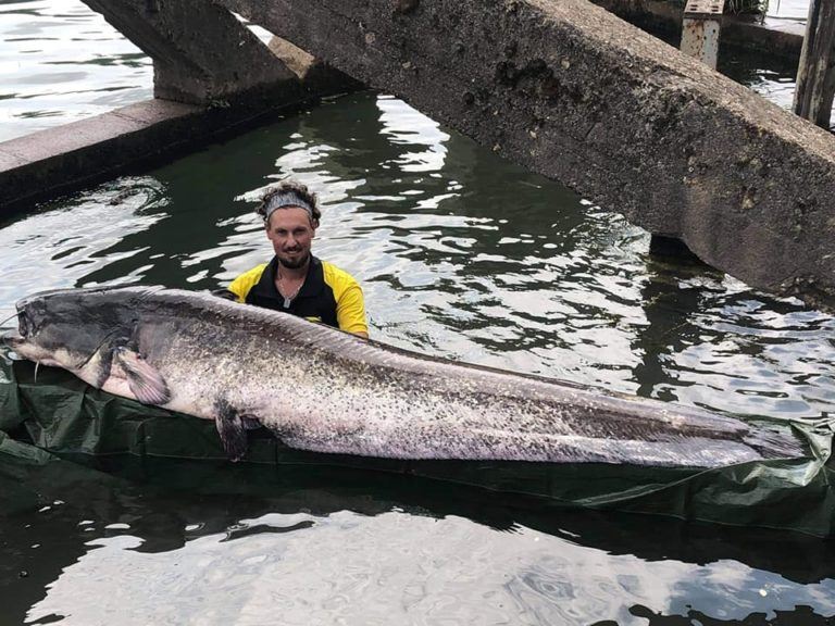 Deze monstervis zwemt in de Seine in Parijs