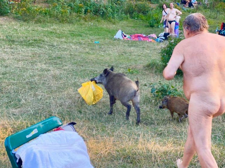 Everzwijn gaat er vandoor met laptop badgast