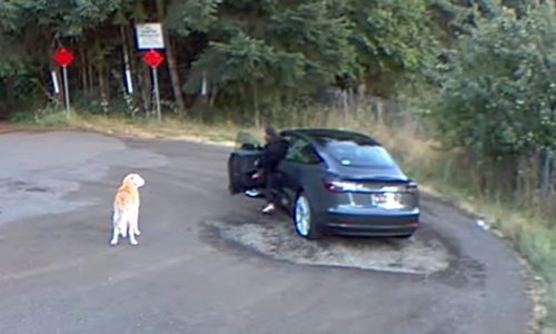 Vreselijk! Baasje laat labrador achter in het bos en rijdt vervolgens weg in haar Tesla (video)