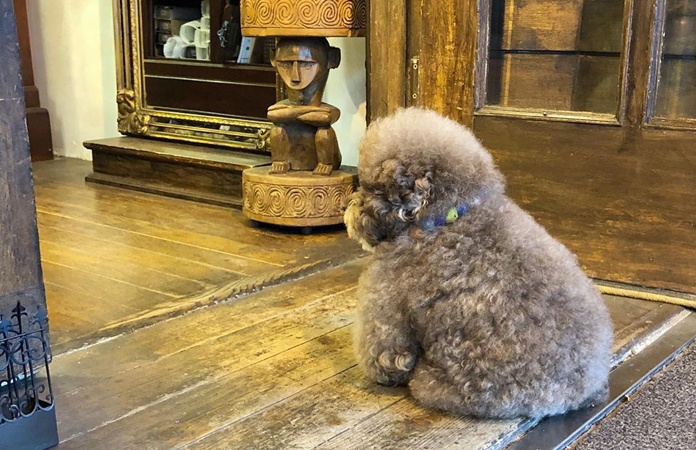 Schattige hond gaat viraal: “Hij lijkt wel een mens!” (foto’s)