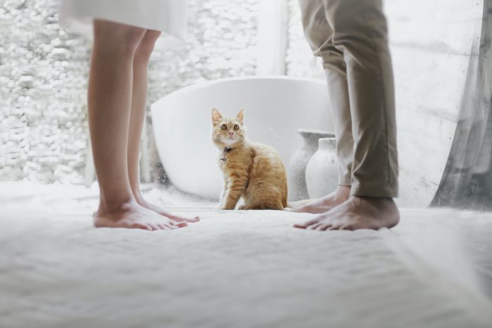 Op deze datingapp kan je andere kattenlovers leren kennen