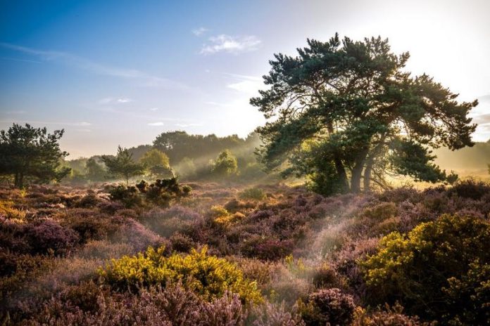 Zin om te ontsnappen aan de stad? Dit is het moment om de heide te bezoeken