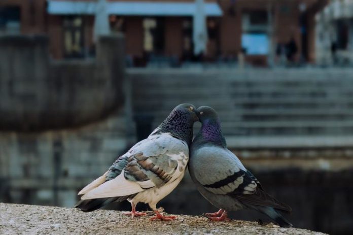 Vogelende duiven niet langer welkom in Mechelen