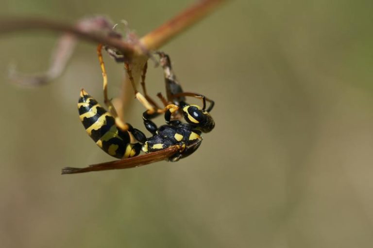 Vier tips om die irritante wespen weg te houden
