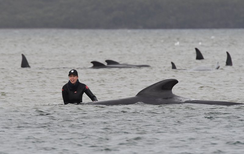Grote reddingsactie van gestrande walvissen loopt slecht af voor veel dieren