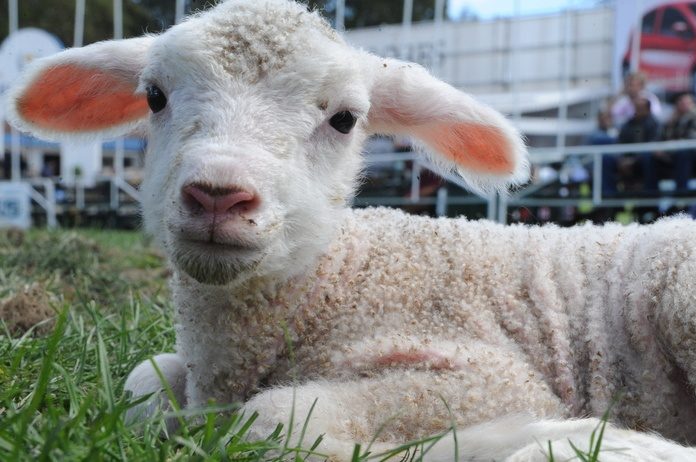 BIZAR. Dit is het hallucinante prijskaartje van ’s werelds duurste schaap