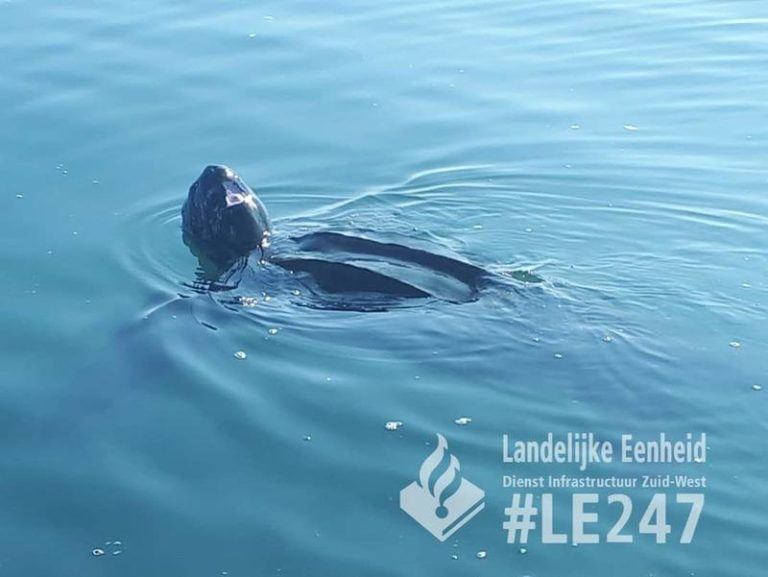 Gigantische, exotische schildpad gespot in Nederlandse Oosterschelde