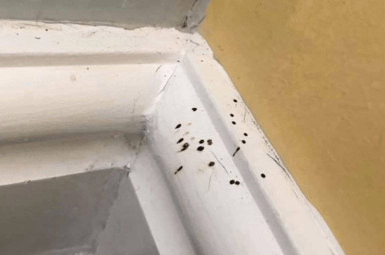 Dit is de lugubere oorsprong van zwarte spatjes in huis