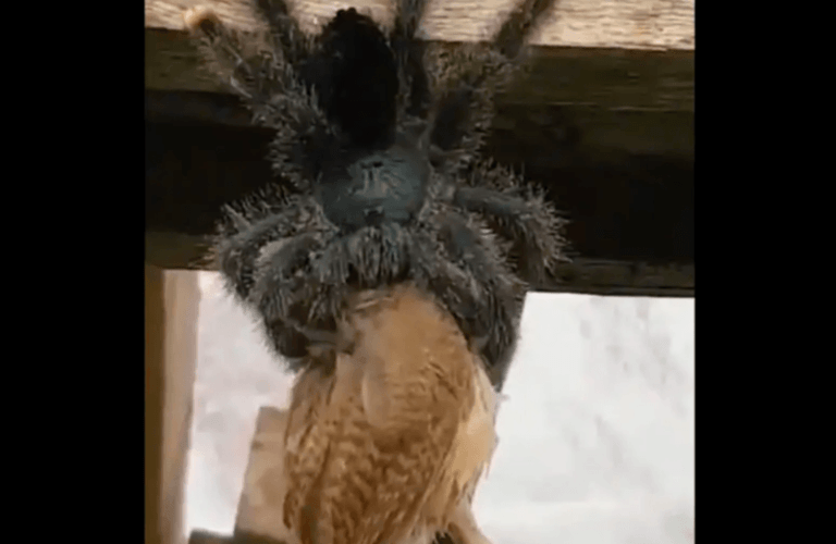 Kippenvel: gigantische spin verorbert vogel (video)