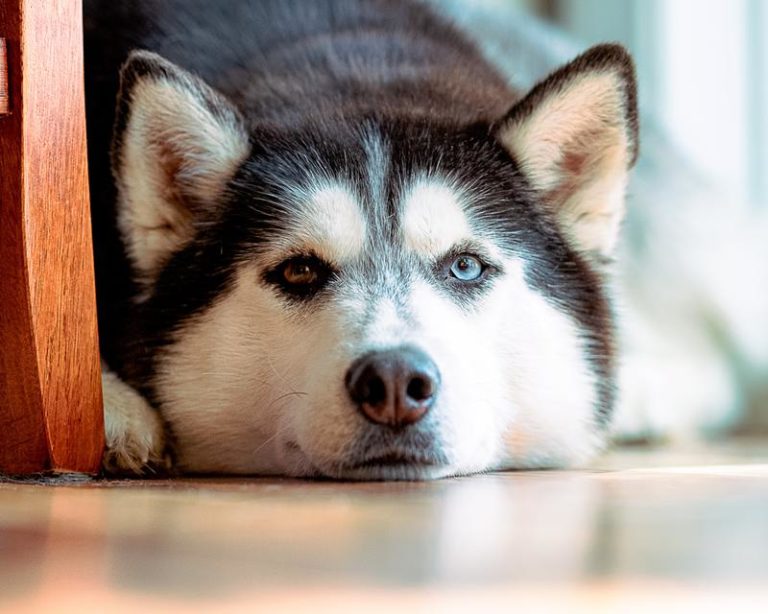 Huilende hond die chili eet is trend op social media