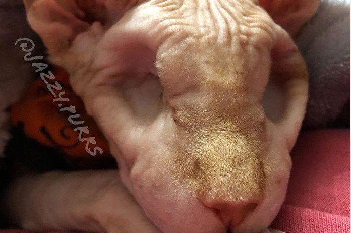 BIZAR. Deze naaktkat heeft geen ogen