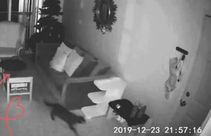 HARTBREKEND! Vrouw laat kat nooit meer alleen nadat ze DIT ziet (video)