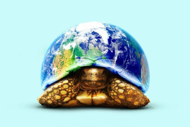 Burmese dakschildpad is niet langer met uitsterven bedreigd