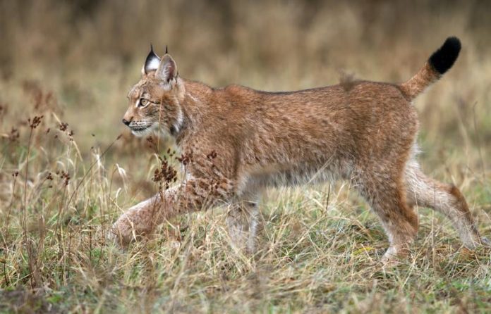 HOERA! Eerste “staalhard” bewijs van lynx in België