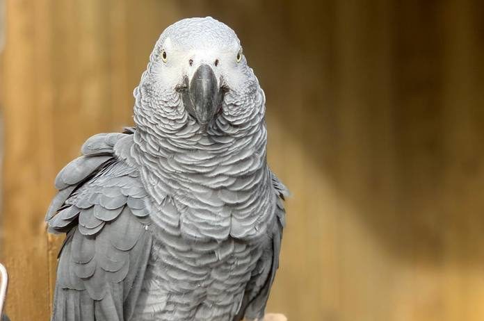 BIZAR. “Vloekende” papegaaien krijgen voortaan geen bezoek meer in safaripark