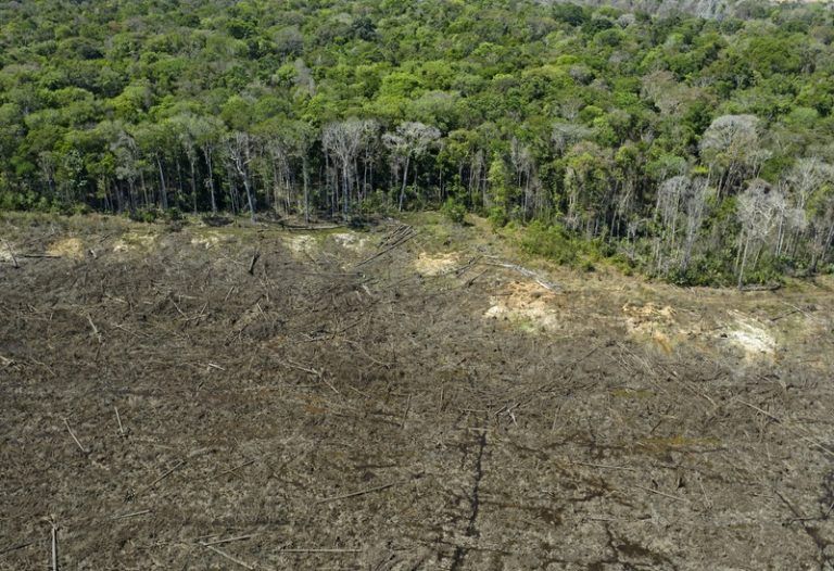 Onderzoek: “Amazone is bijna geen regenwoud meer, maar een drogere savanne”