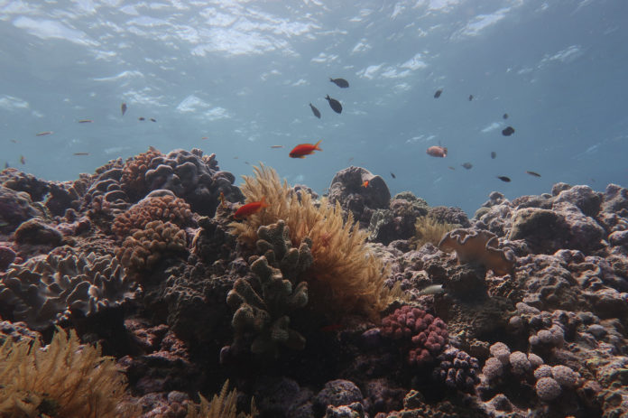 Helft van Great Barrier Reef in Australië afgestorven in 25 jaar tijd