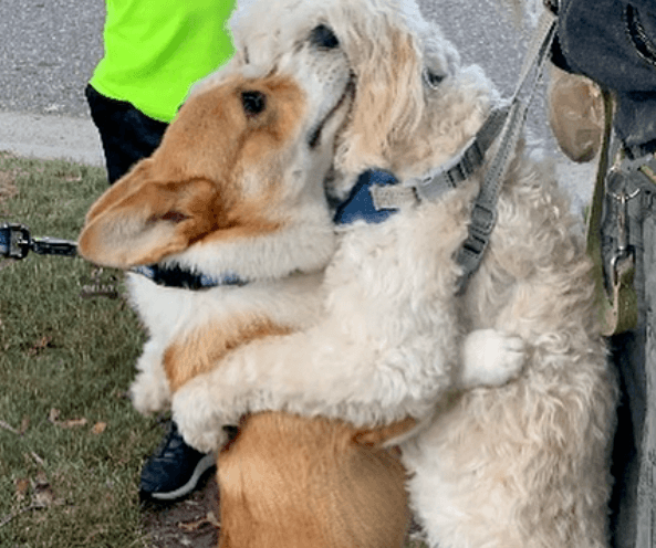 Deze vrolijke viervoeter knuffelt elke vriend die zijn pad kruist (foto’s)