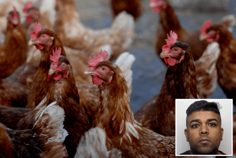 Man veroordeeld omdat hij seks had met kippen terwijl zijn vrouw alles filmde