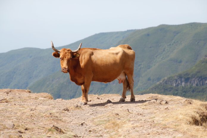 BIZAR. Indiase producent komt met chip op basis van koemest tegen gsm-straling