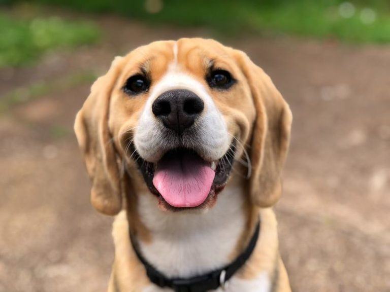 Vergeten hond wandelt op eigen houtje 60 kilometer terug naar huis en is onherkenbaar