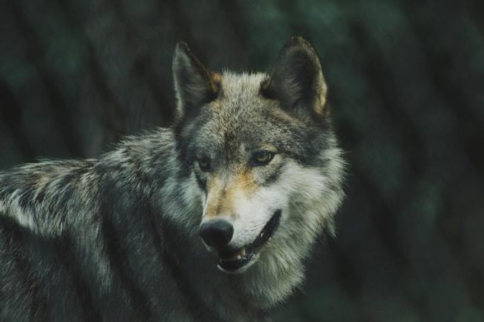 Jonge wolf doodgereden in Hechtel-Eksel