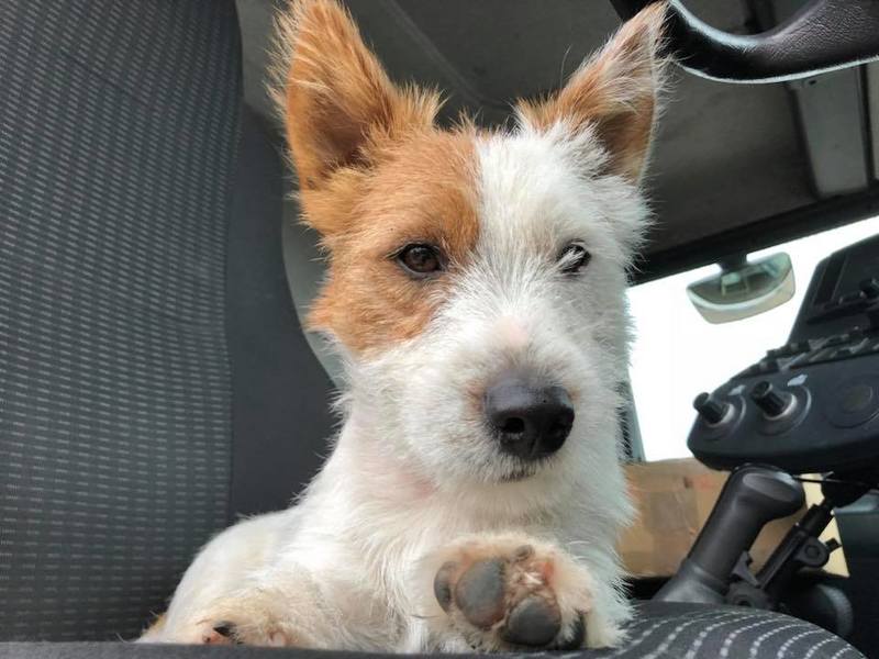 Politie op zoek naar jogger die hondje doodstak: “Dribbel wou alleen maar spelen”