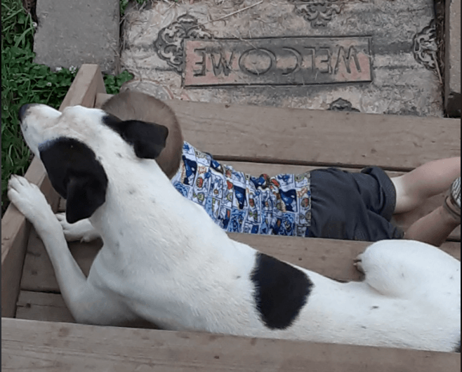 Politie zoekt zedendelinquent, maar schiet hond dood (video)