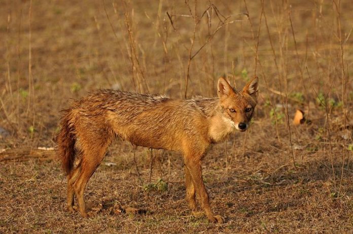 Ook goudjakhals lijkt op weg naar Vlaanderen