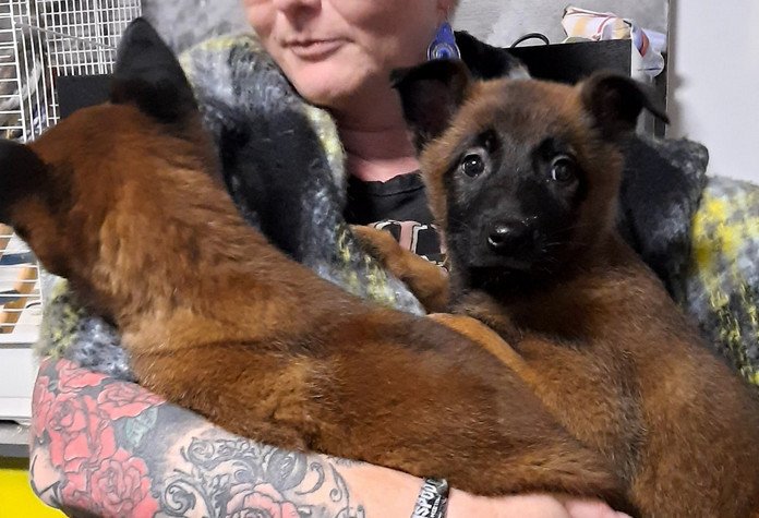 Vijf puppy’s ontdekt op verlaten landweg in Lennik: “Wachten op telefoontje”