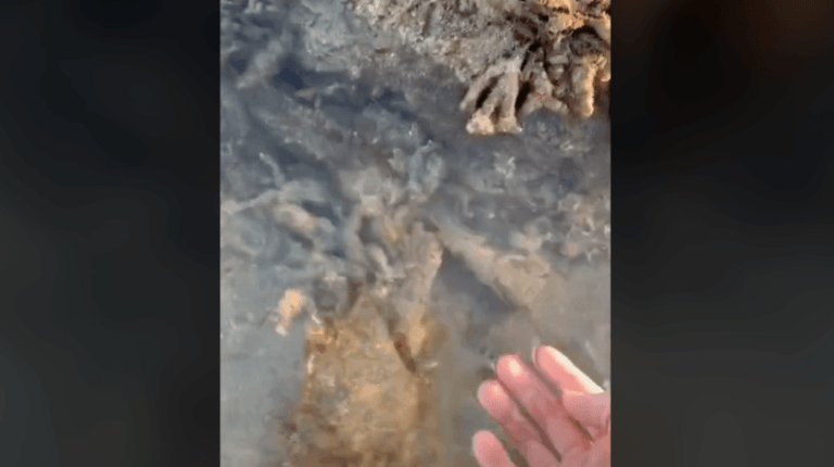 Man stapt bijna op giftigste vis ter wereld, en doet dan DIT: “Ik raad het niemand aan” (video)