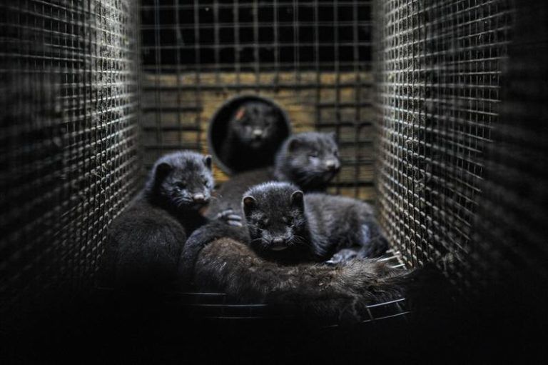 Virusmutatie bij Deense nertsen “hoogstwaarschijnlijk uitgeroeid”