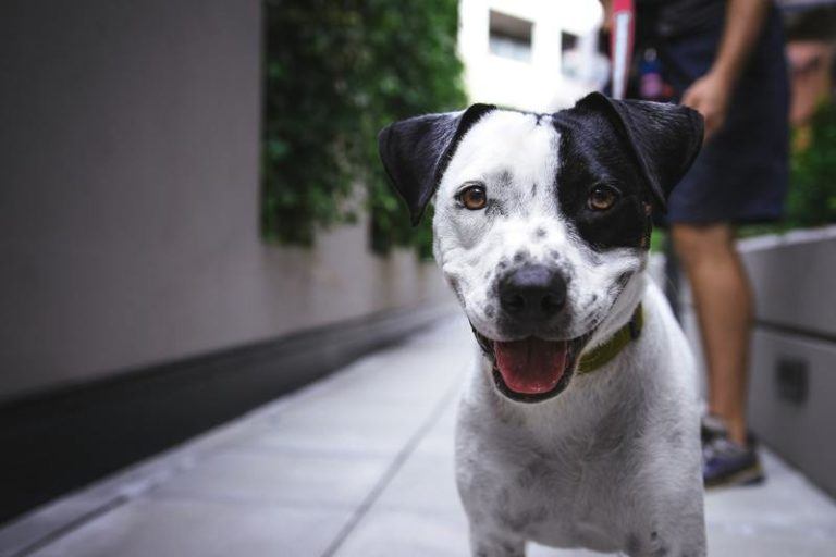 Hond laat stinkende scheten waar dierenarts geen raad mee weet, dan ontdekt vrouw échte oorzaak…