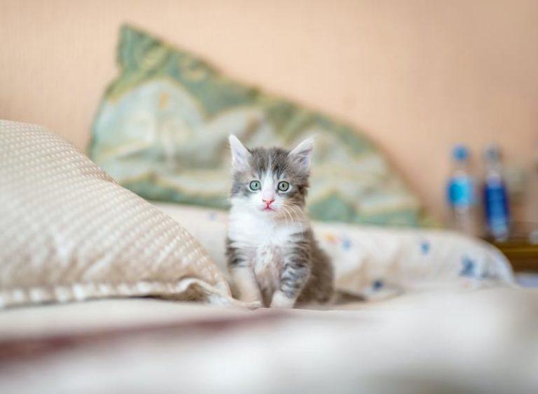 Eindelijk: daarom mag en moét je vandaag de hele dag kattenfoto’s delen