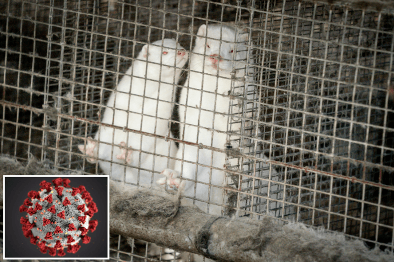 Zorgt gevaarlijke mutatie coronavirus bij nertsen voor nieuwe pandemie? “Dit is zeer, zeer ernstig”