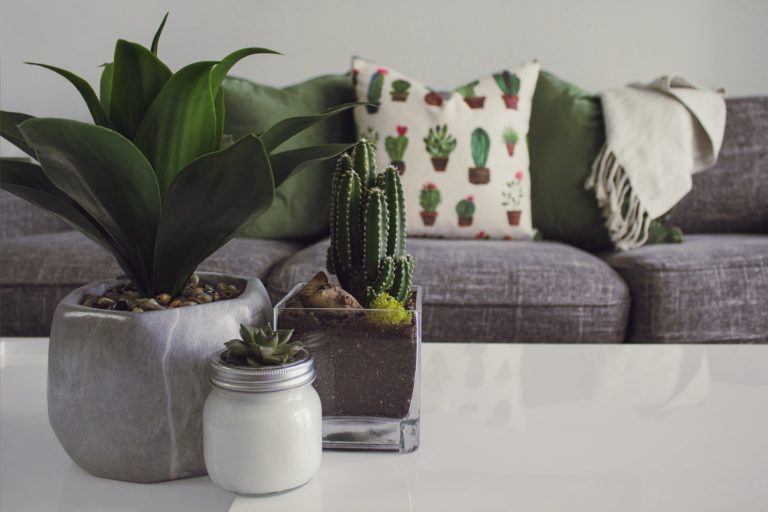 Zo belangrijk zijn planten in een interieur