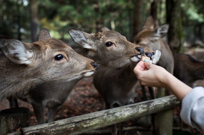 WOW. Traditionele ceremonie met duizenden tamme herten in Japanse stad lijkt recht uit sprookje te komen