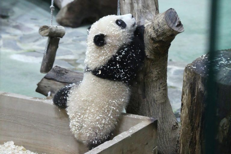 CUTE. Tweede reuzenpandajong van dierentuin Taiwan voorgesteld (foto’s)