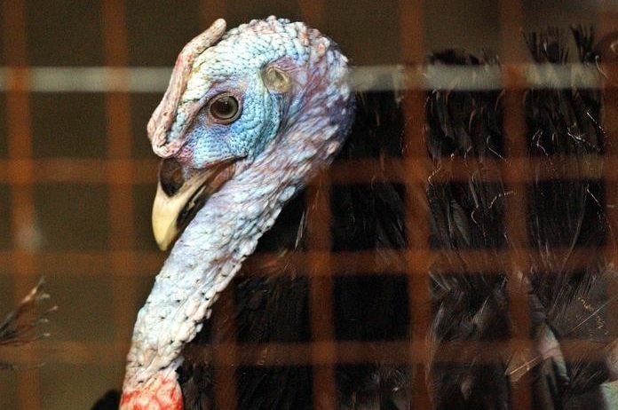 BIZAR. Trio ontvoert kalkoen uit zoo en giet vogel vol wodka om verjaardag te vieren