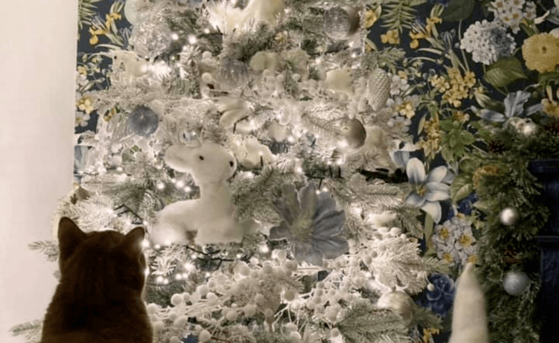 In deze kerstboom zit een schattige kitten verstopt, maar kan jij haar vinden?