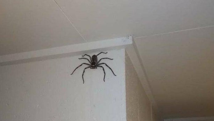 Fabian deelt foto van enorme spin en krijgt politie aan de deur