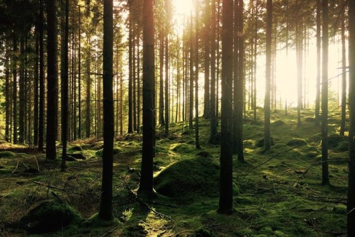 Europese bossen zouden dubbel zoveel CO2 kunnen absorberen